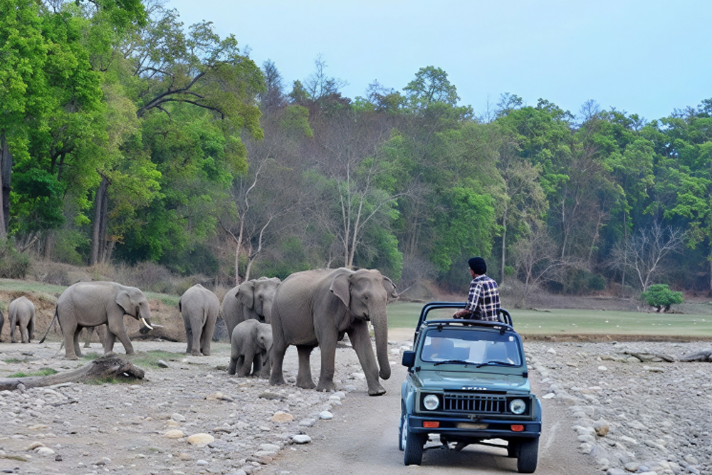 Jungle Safari